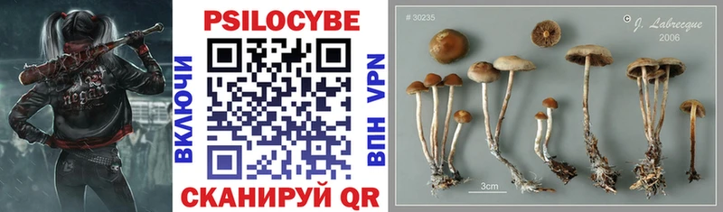 Галлюциногенные грибы Cubensis  Купить где  Междуреченск 